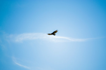Birds, birdswhatching, Nature, Argentina, Córdoba