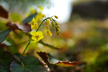 Yellow flowers blooming from medicinal herbs