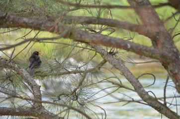 Birds, birdswhatching, Nature, Argentina, Córdoba