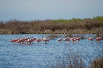 Obraz premium Birds, birdswhatching, Nature, Argentina, Córdoba