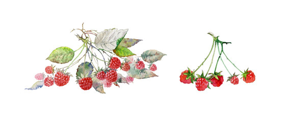 Wild berry. Raspberry isolated on a white background. Beautiful handmade watercolor illustration. Set of plant elements for design and creativity. Set of plants.