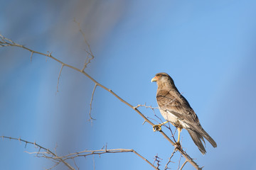 Birds in Córdoba, Argentina