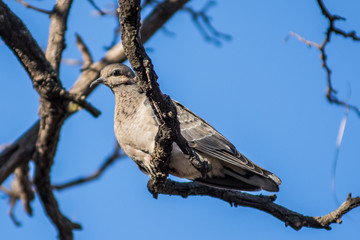 Birds in Córdoba, Argentina
