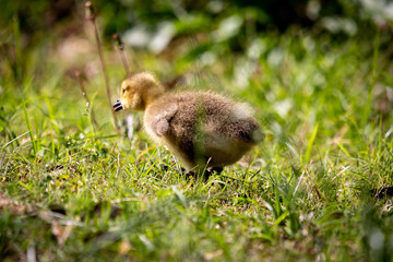 baby duck in the grass