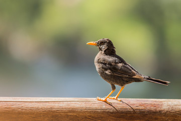 Birds in Córdoba, Argentina