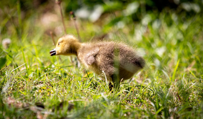 baby duck in the grass