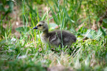baby duck in the grass