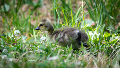 baby duck in the grass