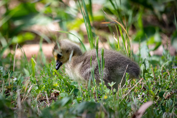 Baby goose in the grass