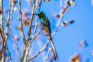 Birds in Córdoba, Argentina