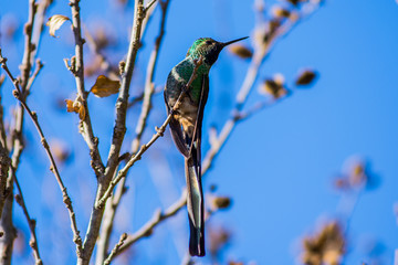 Birds in Córdoba, Argentina