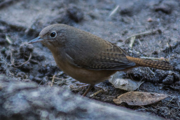 Birds in Córdoba, Argentina