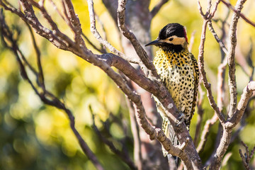 Birds in Córdoba, Argentina