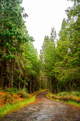Un camino en medio de un bosque lleno de arboles. Un camino natural.