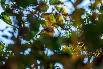 Birds in Córdoba, Argentina