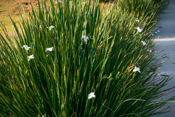 plantas blancas con verde