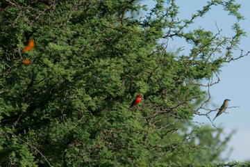 Birds in Córdoba, Argentina