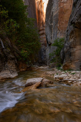Obraz premium The Last Trees Reach Into The Narrows Slot Canyon