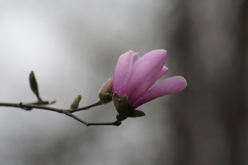 Close up of Pink Magnolia flowers in spring season.