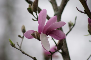 Close up of Pink Magnolia flowers in spring season.