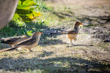 Birds in Córdoba, Argentina