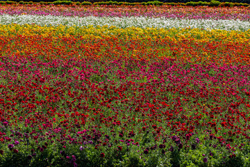 Spring at Carlsbad Tulip Fields