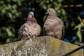Birds in Córdoba, Argentina