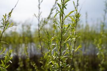 Sandbar Willows (also known as a ditchbank willow or Coyote Willow) in the sunshine on the shores...