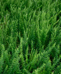 Texture of Bright Green Bushes