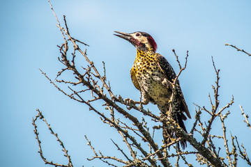 Birds in Córdoba, Argentina