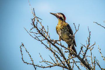 Birds in Córdoba, Argentina