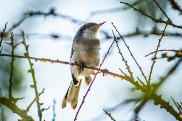 Birds in Córdoba, Argentina