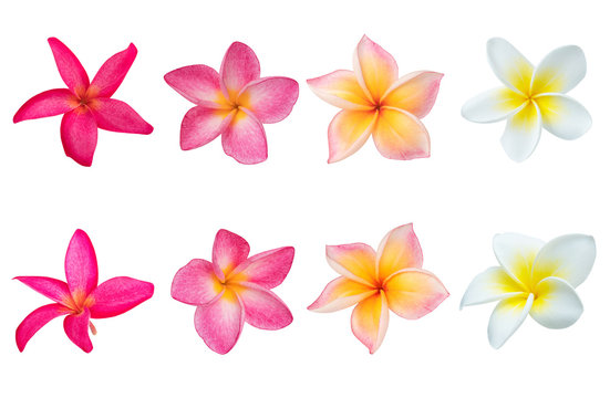 Collection of  Plumeria isolated on white background. Nature pattern of blossoming color exotic Frangipani flower, Close up of Plumeria or Frangipani (Hawaii, Hawaiian Lei Flower)