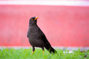 Mirla sobre el cesped del parque mirandonos. Este mirlo esta parado en el jardin. Este pajaro negro es un Turdus merula.