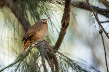 Birds in Córdoba, Argentina