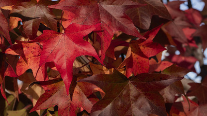 Hojas del árbol mas bello de las serranias, colores rojos fuertes que son como la misma sangre que brota del arbol. se nota la cuarentena