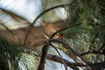 Birds in Córdoba, Argentina