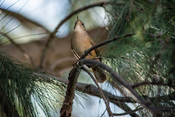 Birds in Córdoba, Argentina