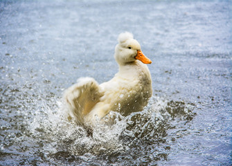 El pato esta nadando en el lago. El pato esta sacudiendo sus alas en el agua. Es un pato de granja.