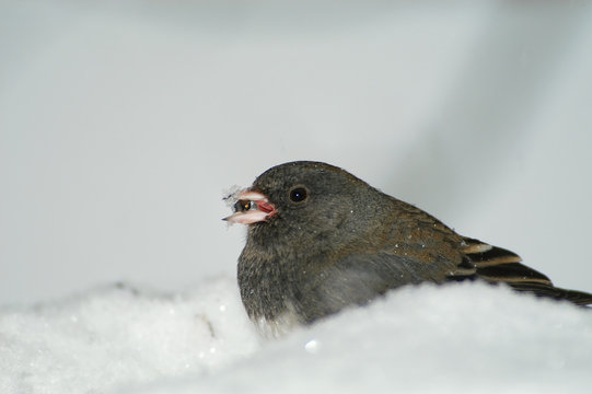 Dark-eyed junco eating in snowstorm;  Maryland