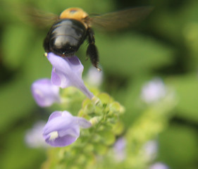 Bee and flower