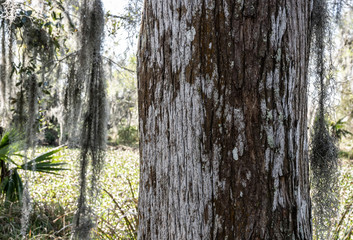 Texture of Tree Trunk in Swamp