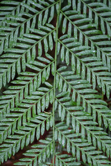 Fern pattern 