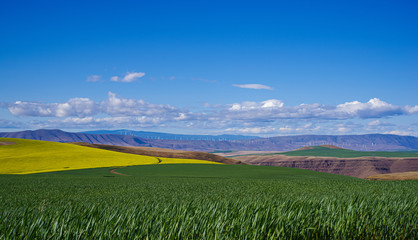 Obraz premium Winter Wheat, Blooming Canola and Bright Blue Sky 