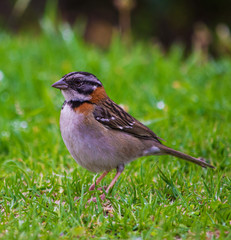 Gorrión Copetón hembra caminando en el pasto. Tambien conocido como Zonotrichia capensis
