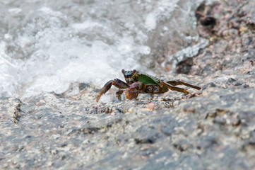 crab on the beach