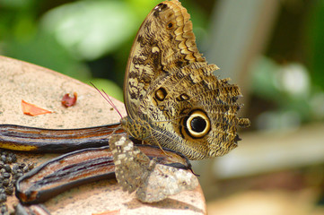 close up of a butterfly
