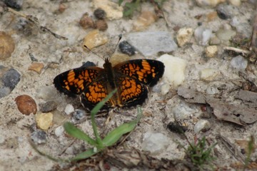 Fototapeta na wymiar butterfly resting on the ground
