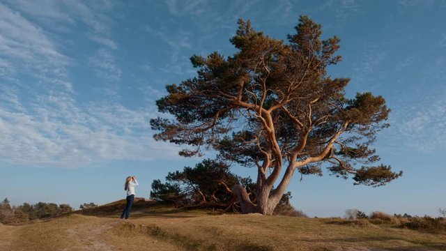 A woman takes a photo of a huge picturesque pine tree at sunset, coastal land