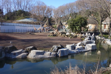 Fototapeta premium 動物園の白い水鳥とキリンの群れ